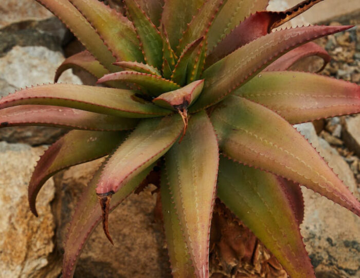 Pink Aloe Vera Benefits