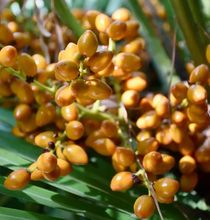 Batana Oil Fruit