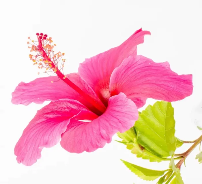 Hibiscus